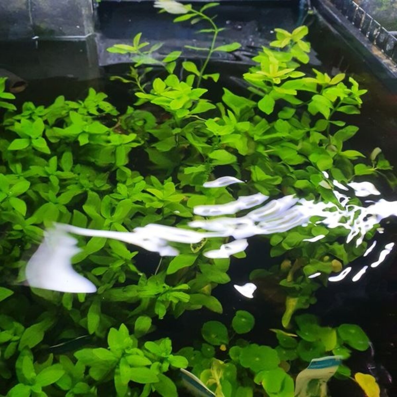 Moederplanten Hygrophila Moederplant