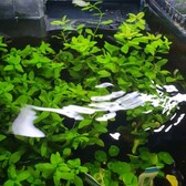 Moederplanten Hygrophila Moederplant
