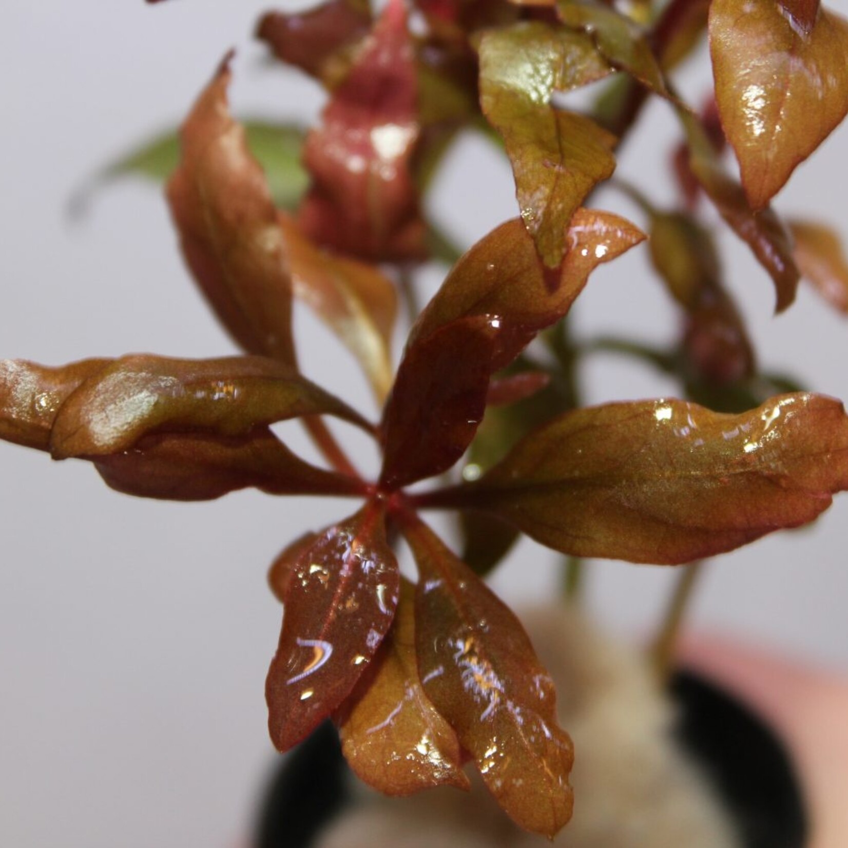 Moederplanten Alternanthera Moederplant