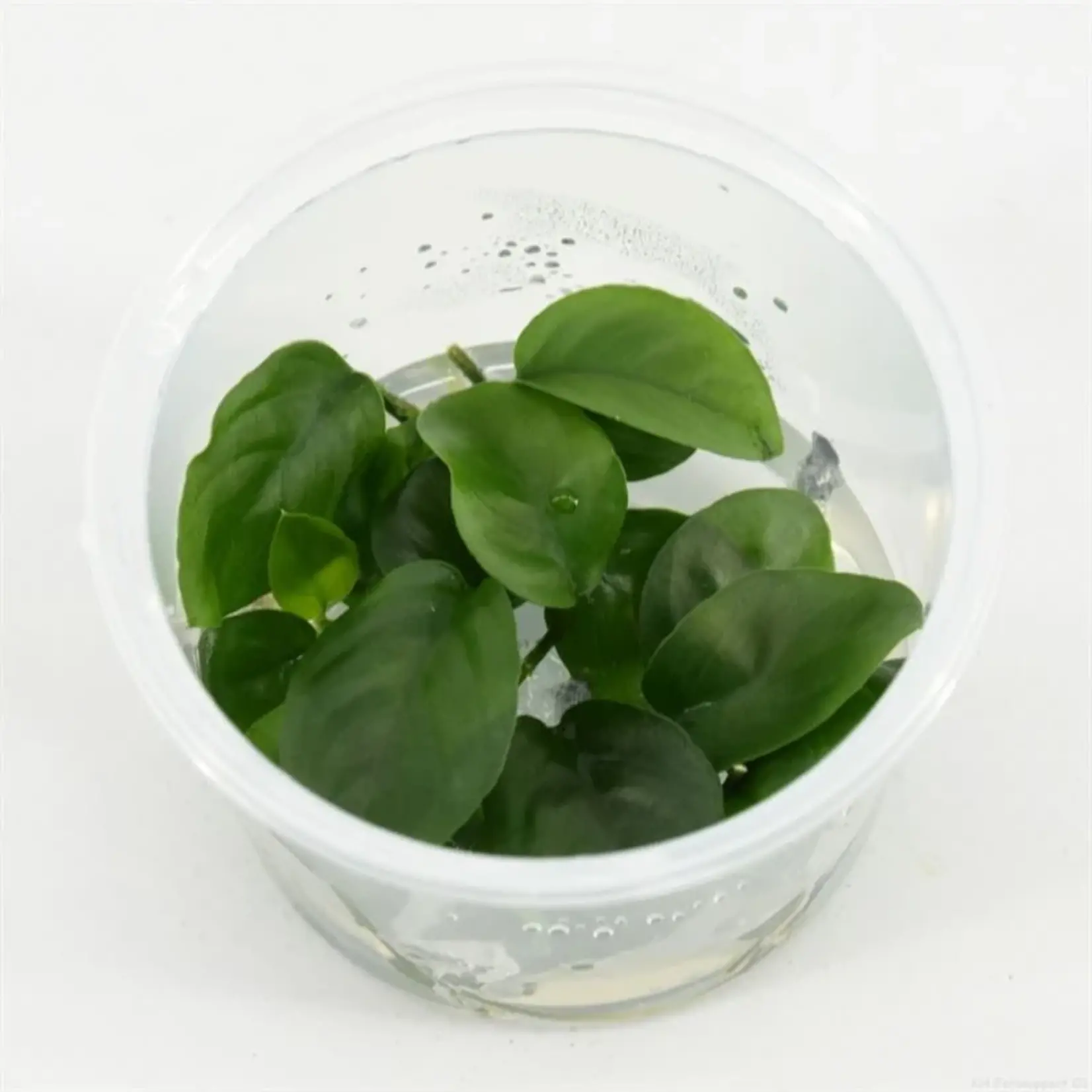 Anubias nangi  In Vitro