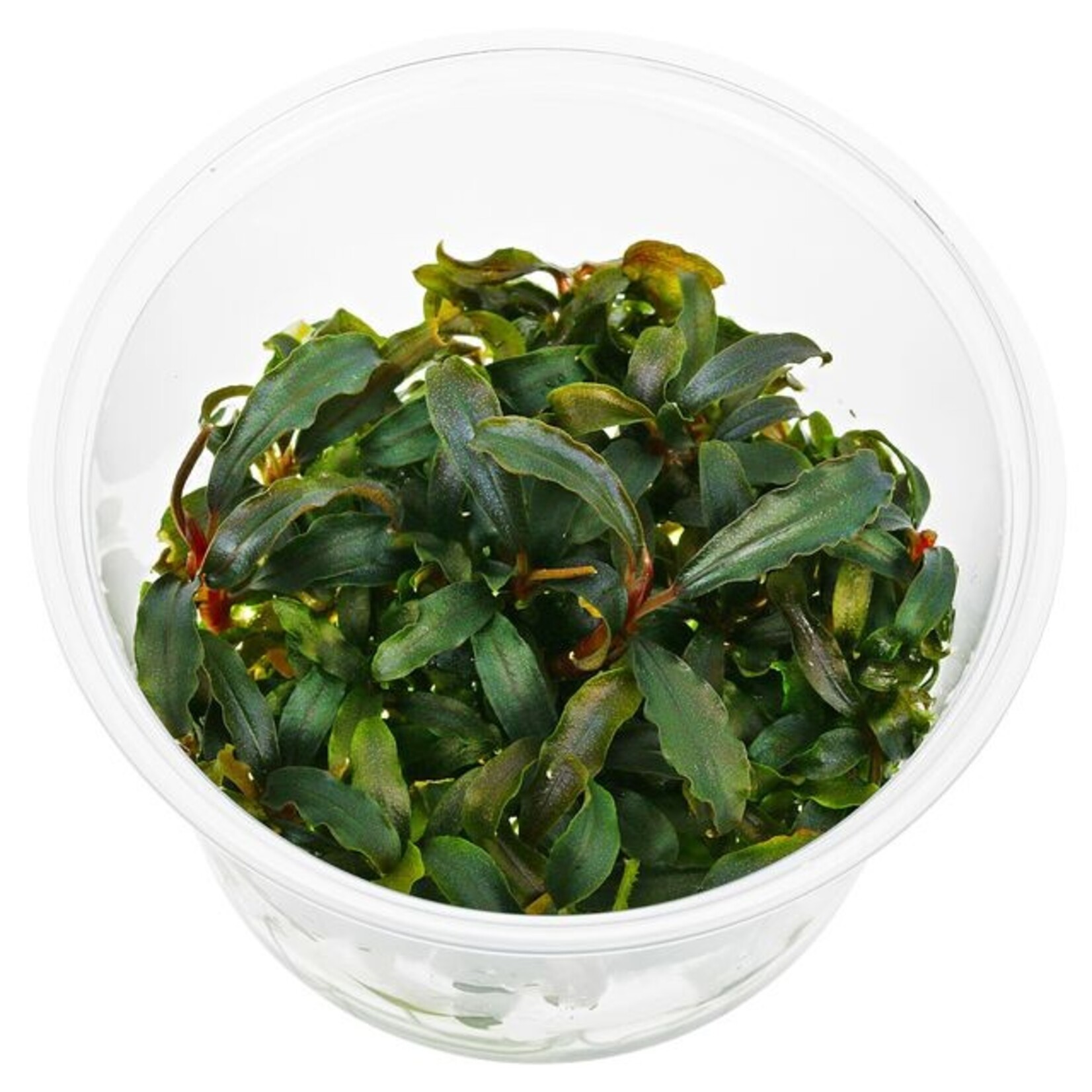 In vitro planten Bucephalandra kedakang In Vitro