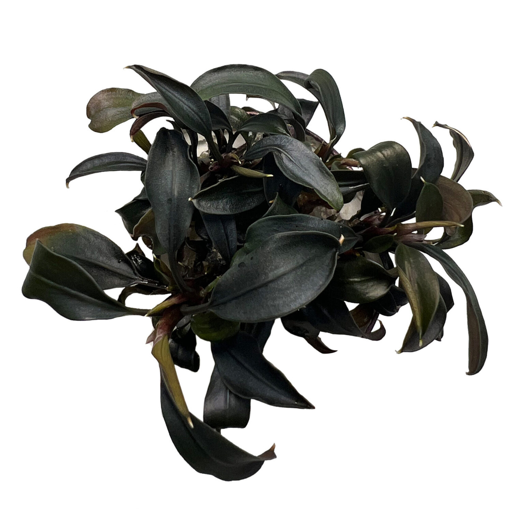 In vitro planten Bucephalandra brownie blue In Vitro