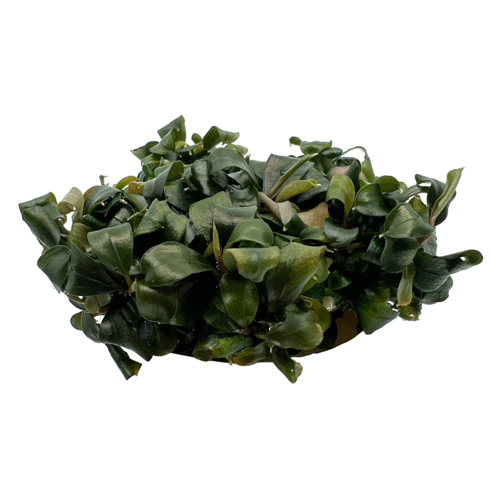 In vitro planten Bucephalandra batang kawa In Vitro