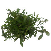 In vitro planten Proserpinaca palustris In Vitro