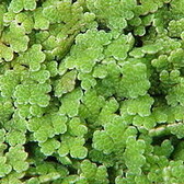 Drijfplanten Azolla