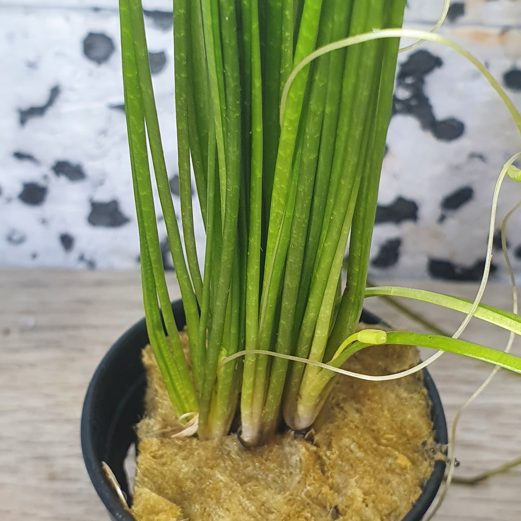 Steenwol bij aquariumplanten