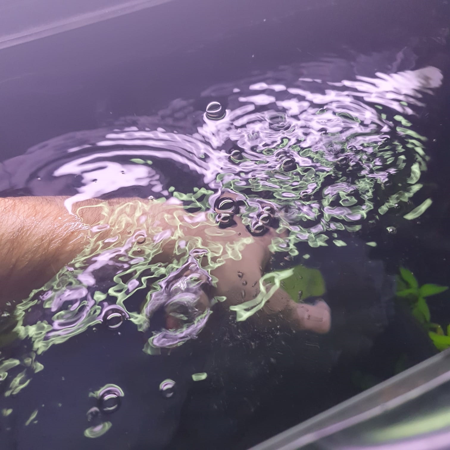 Hoe vaak kan je het beste uw aquariumwater verversen?