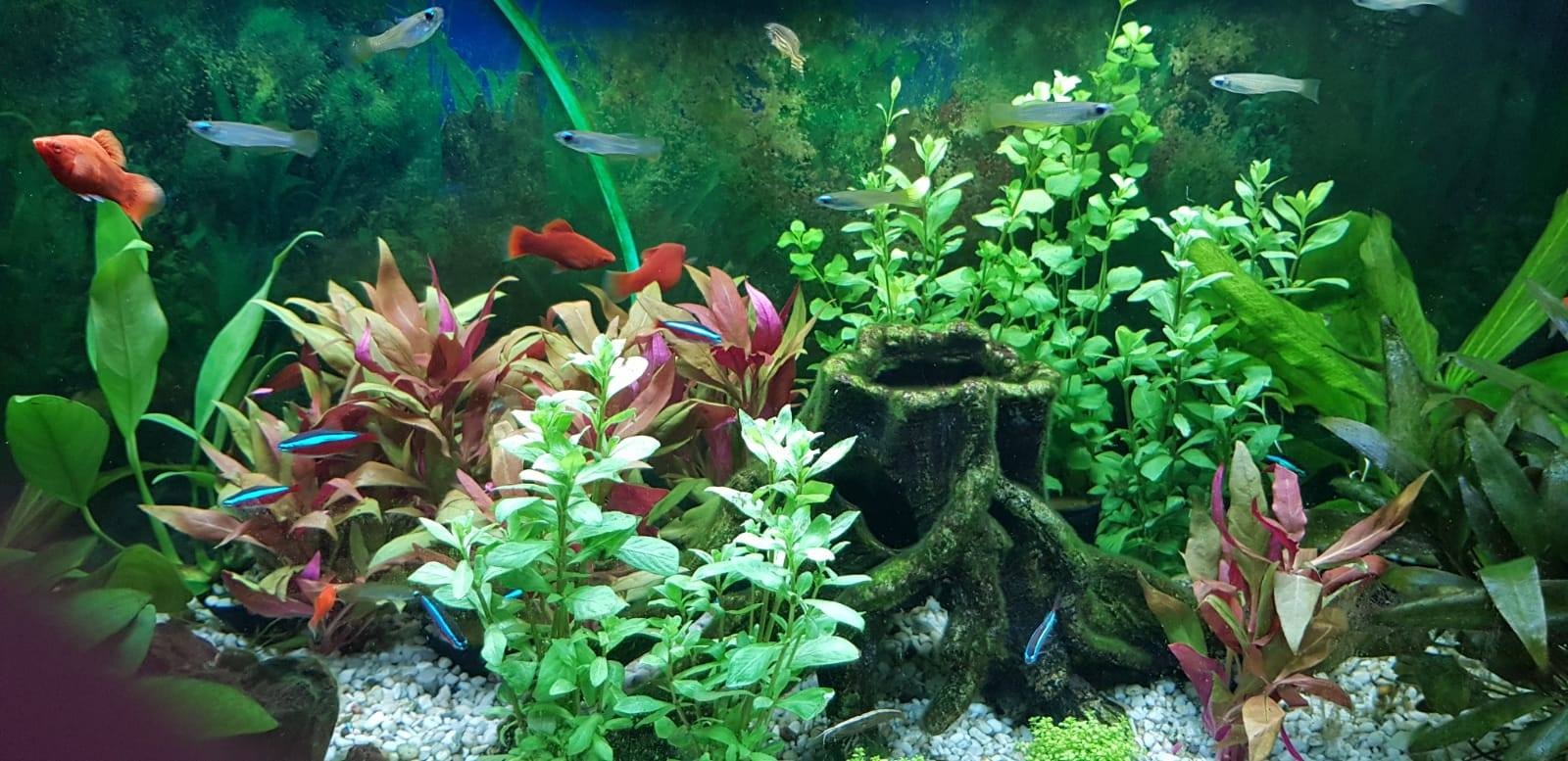 Welke aquariumplanten hebben weinig verlichting nodig?