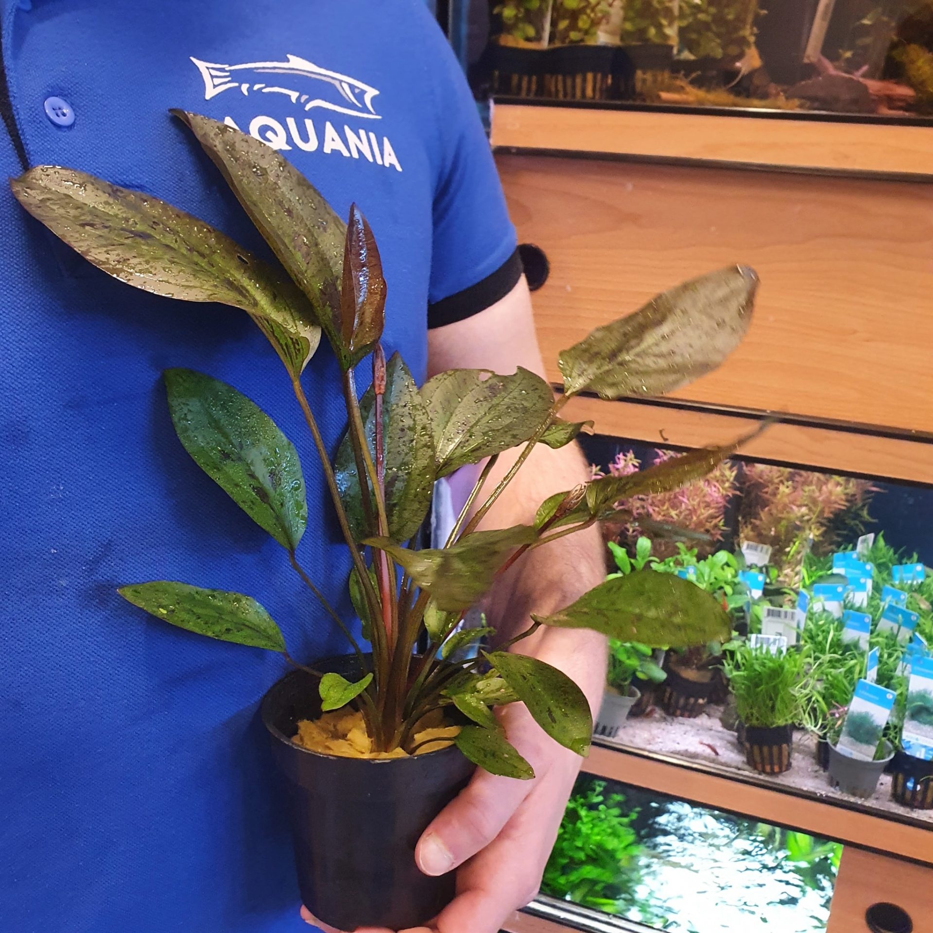Moederplanten: de krachtigste aquariumplanten die er zijn.
