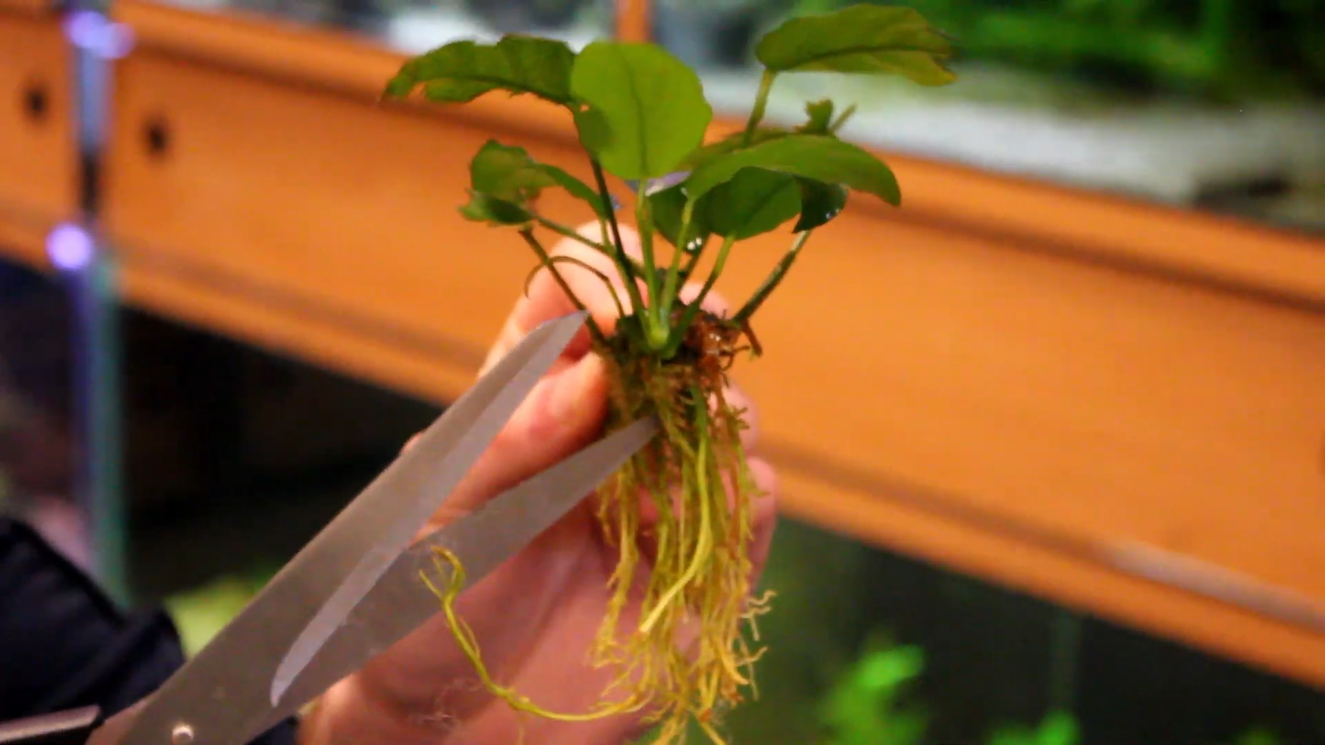 Hoe moet je aquariumplanten stekken?