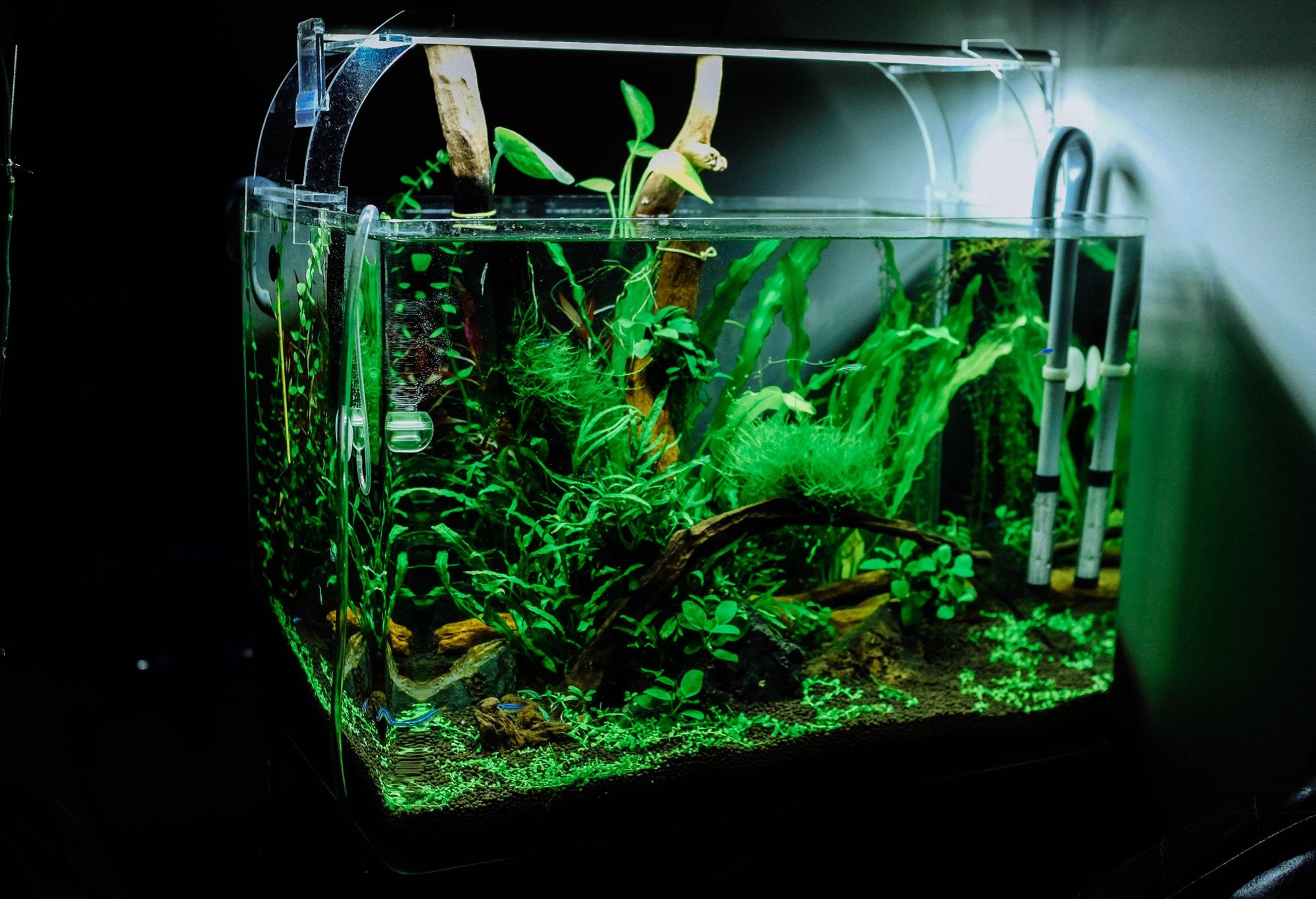 5 redenen waarom je een aquarium wil hebben!