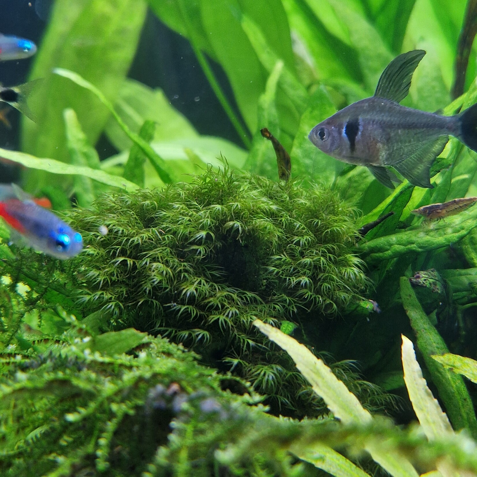 Mossen Phoenix Fissidens Fontanus mos