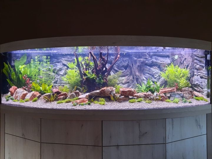 Custom Aquarium