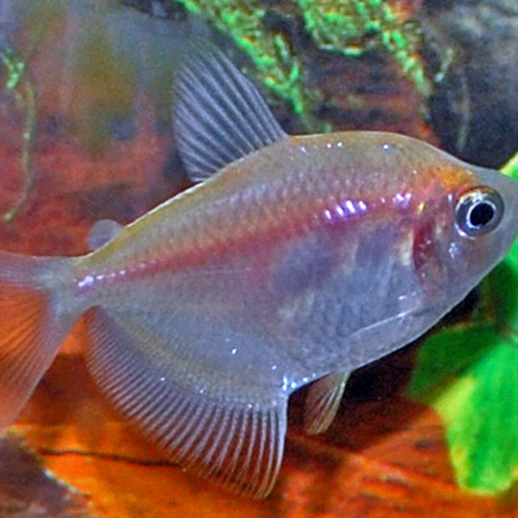 Witte Tetra