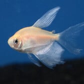 Witte Tetra Sluier