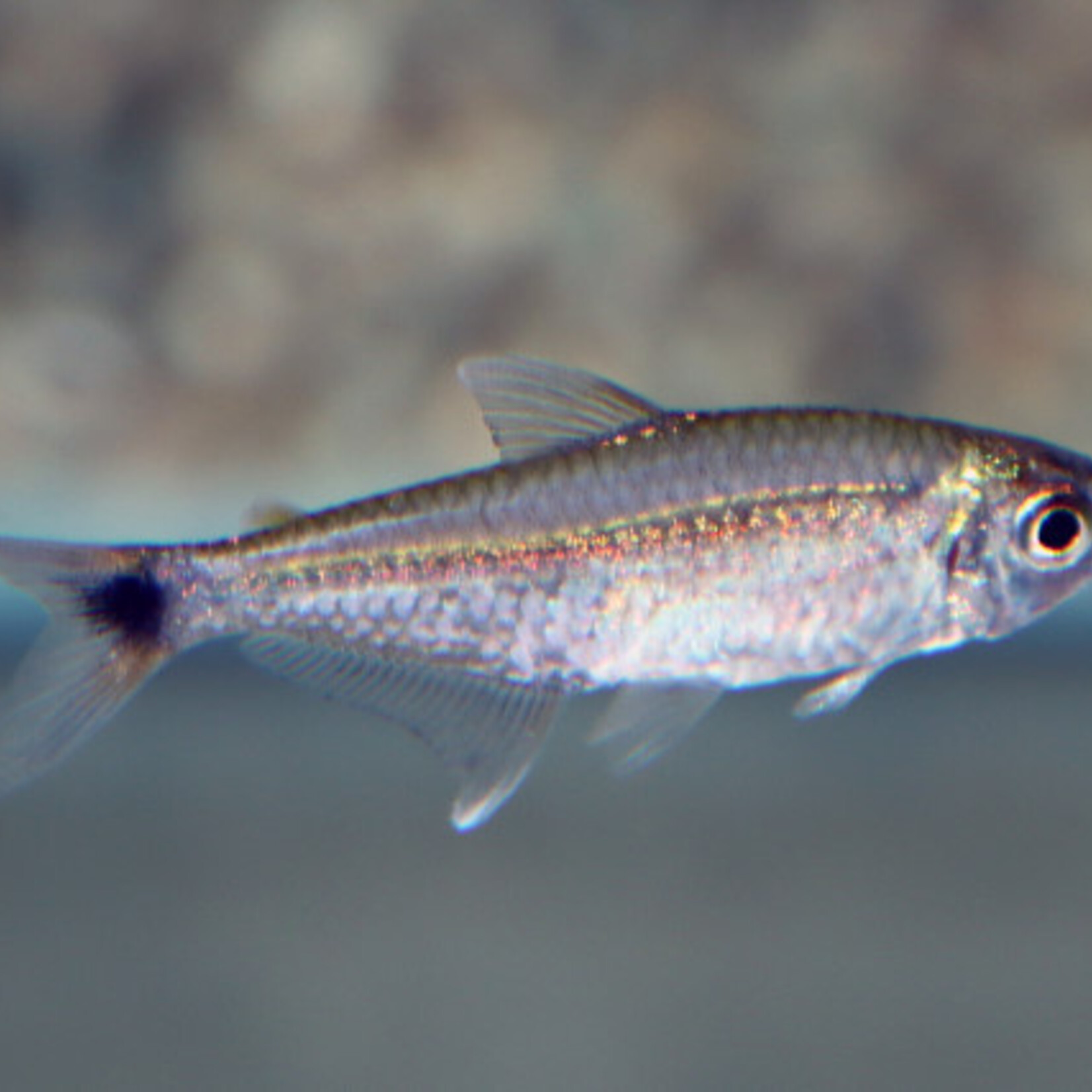 Goudtetra