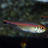 Tetra Rubrostriatus