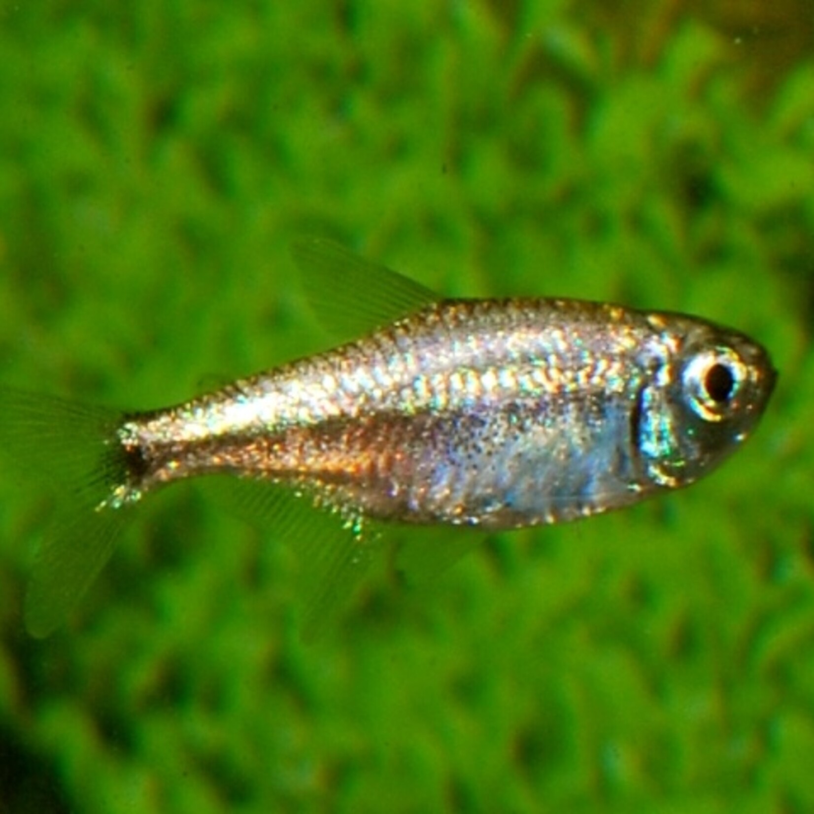 Goudtetra