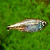 Goudtetra