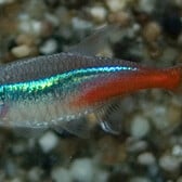 Neontetra