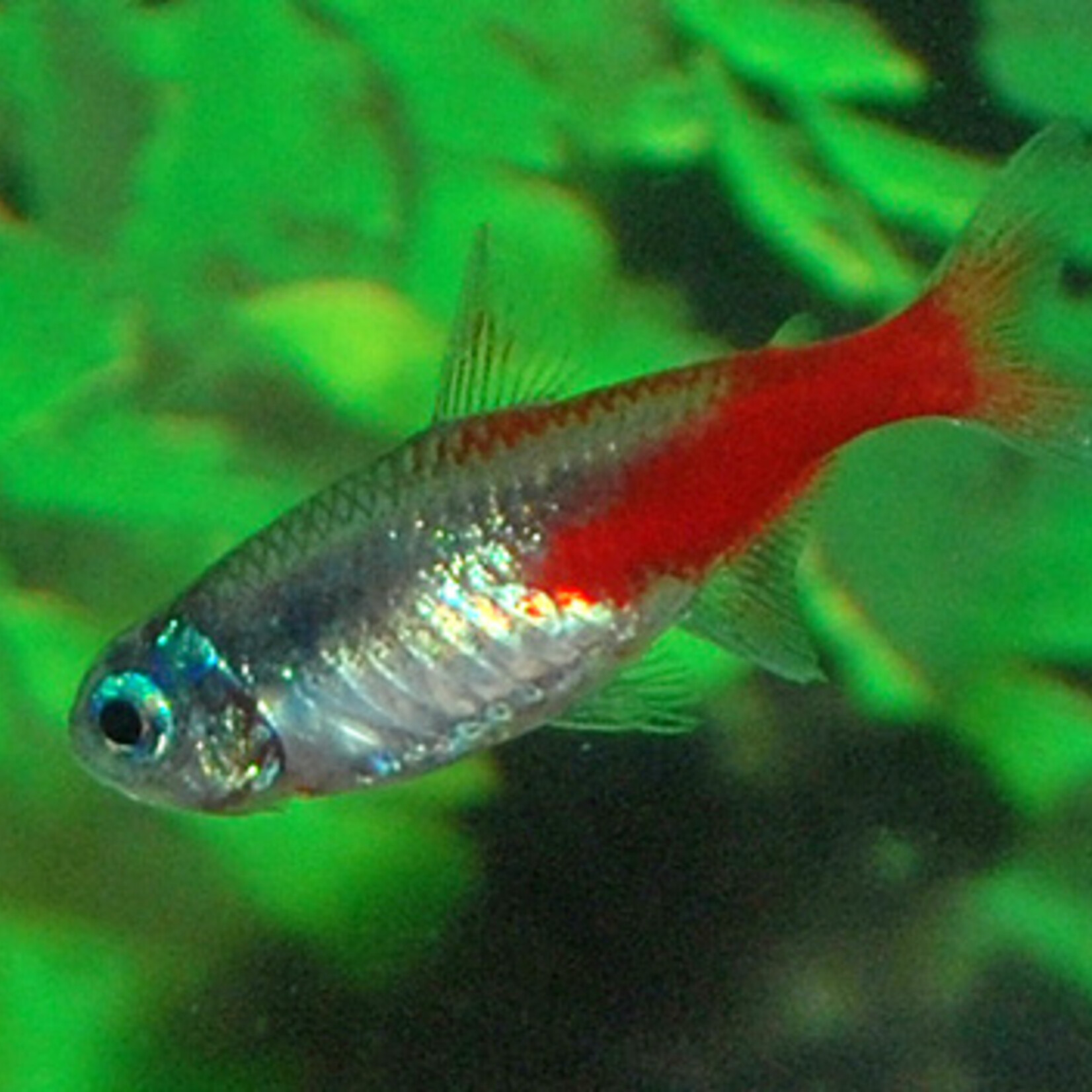 Neontetra Diamant