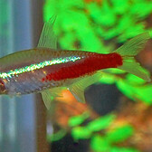 Neontetra Goud