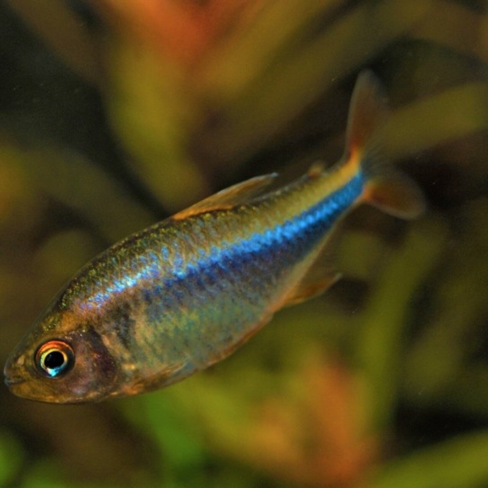 Tetra Wadai