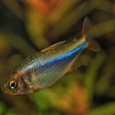 Tetra Wadai