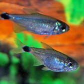 Tetra Elachys