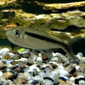 Hockeystick Tetra