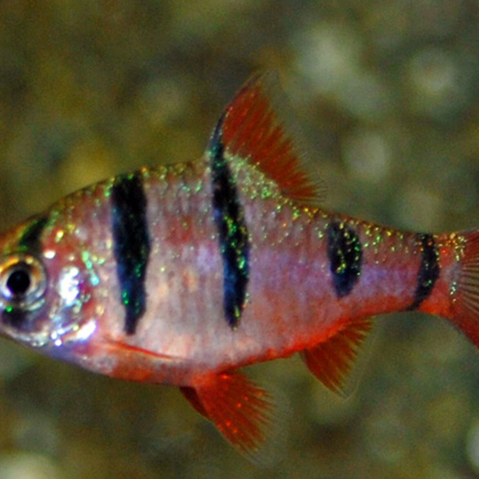 Five-Banded Barb