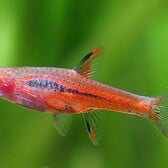 Mosquito Rasbora