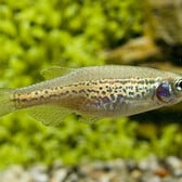 Leopard Danio