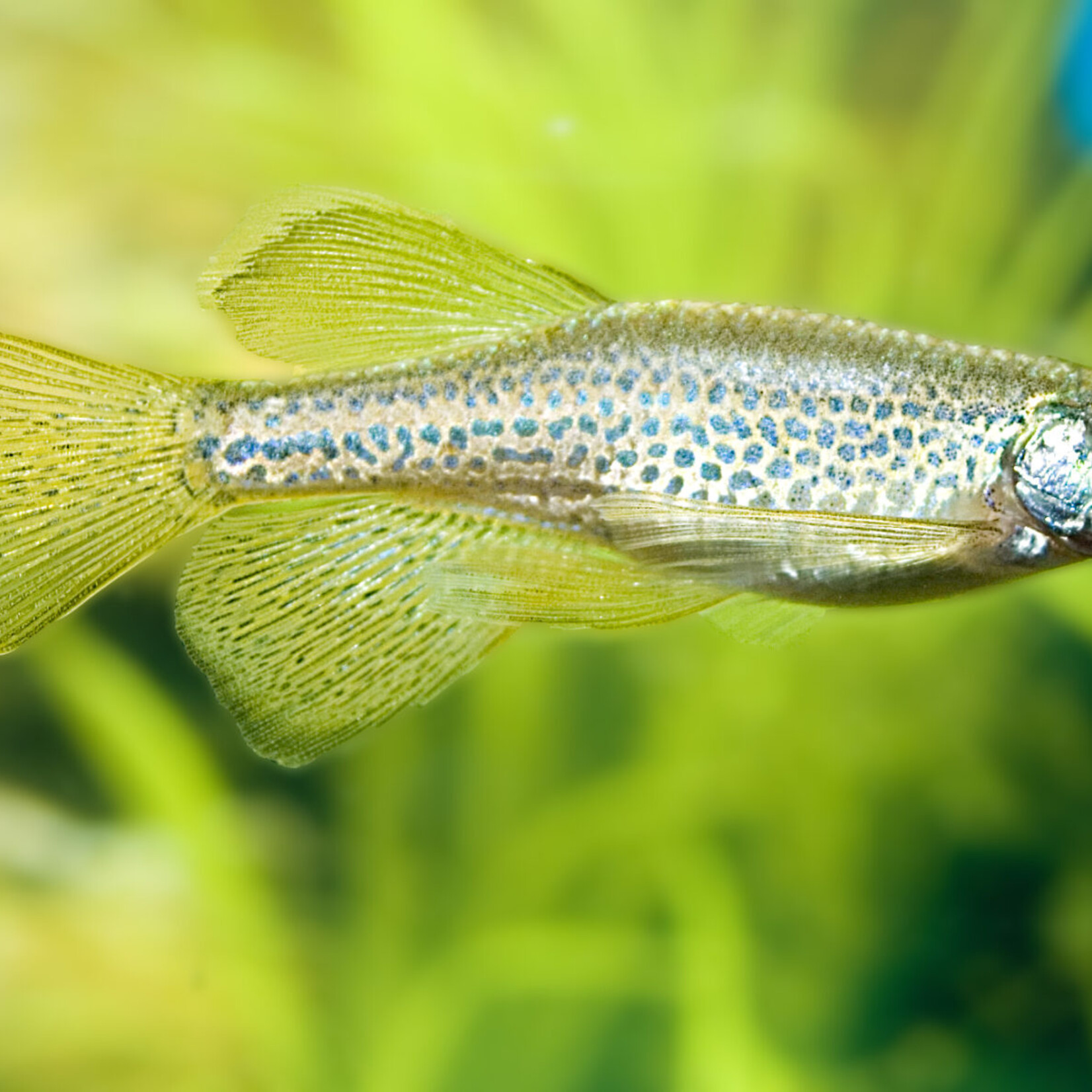 Leopard Danio Longfin