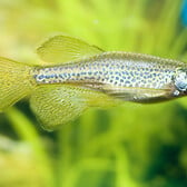 Leopard Danio Longfin