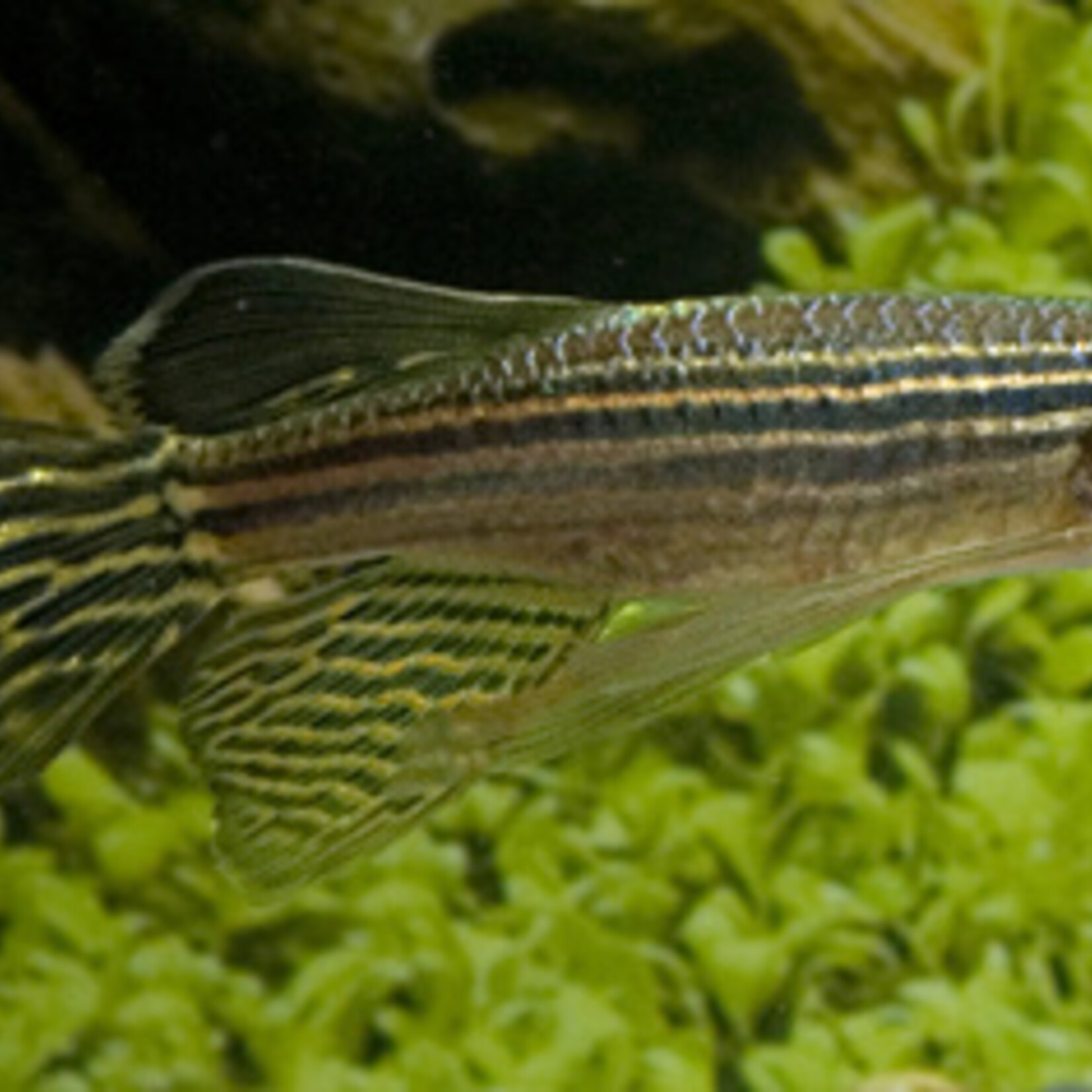 Zebrafish Long Fin