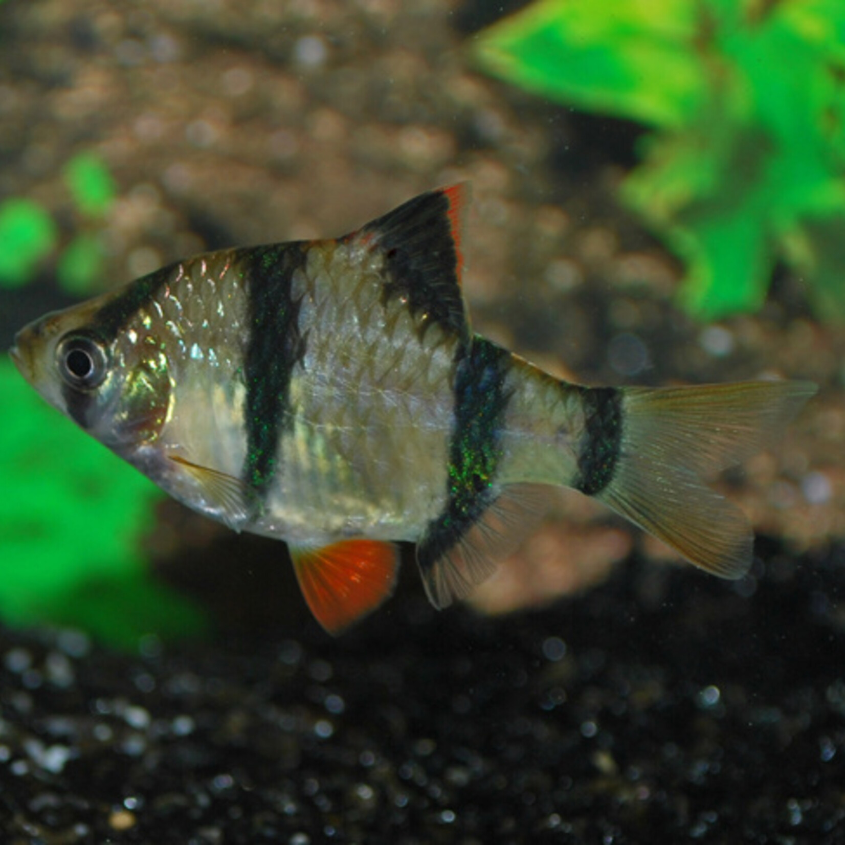 Tiger Barb