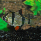 Tiger Barb