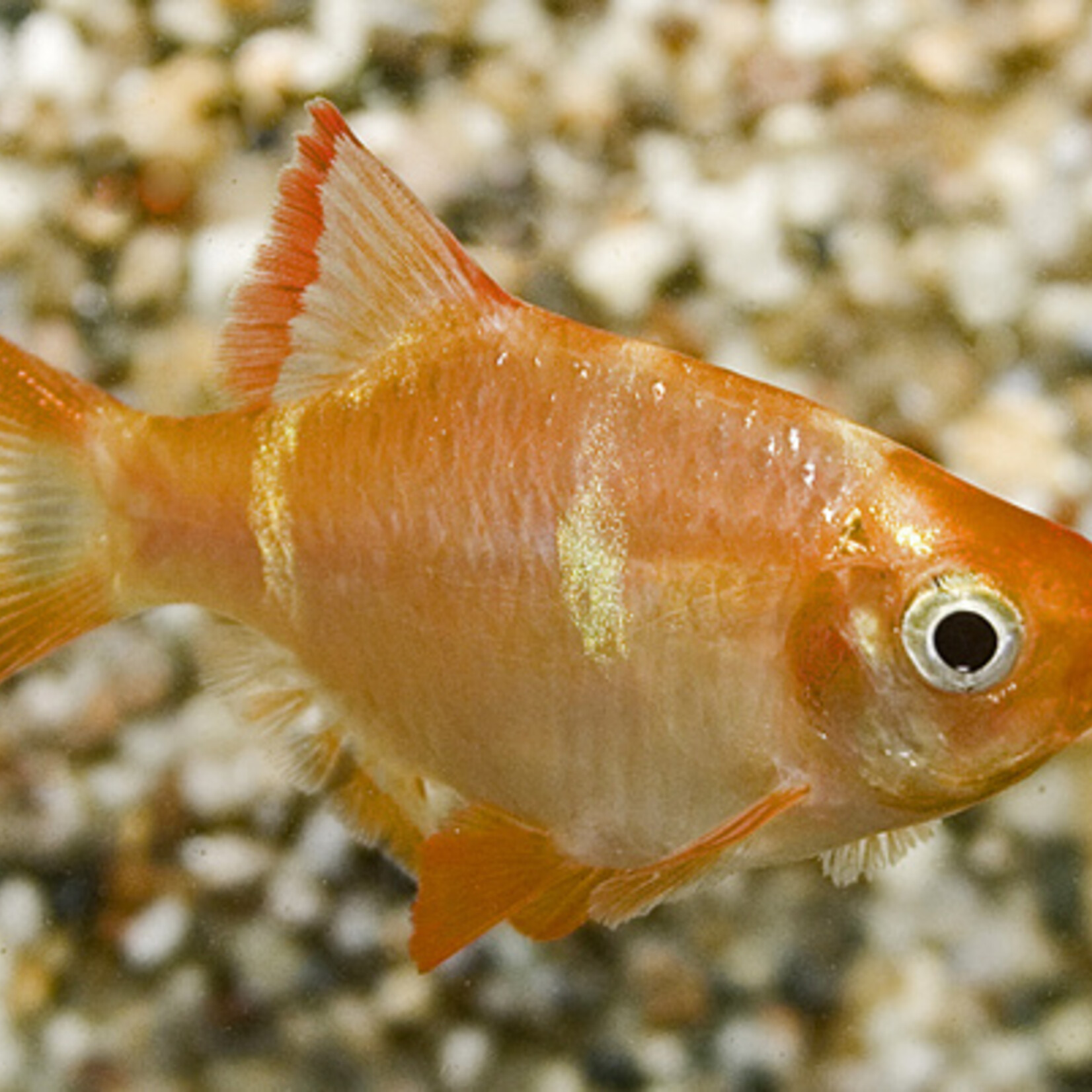 Tiger Barb Albino