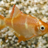 Tiger Barb Albino