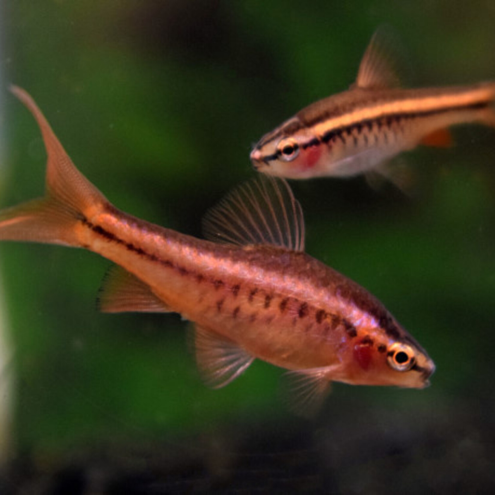 Cherry Barb Long Fin