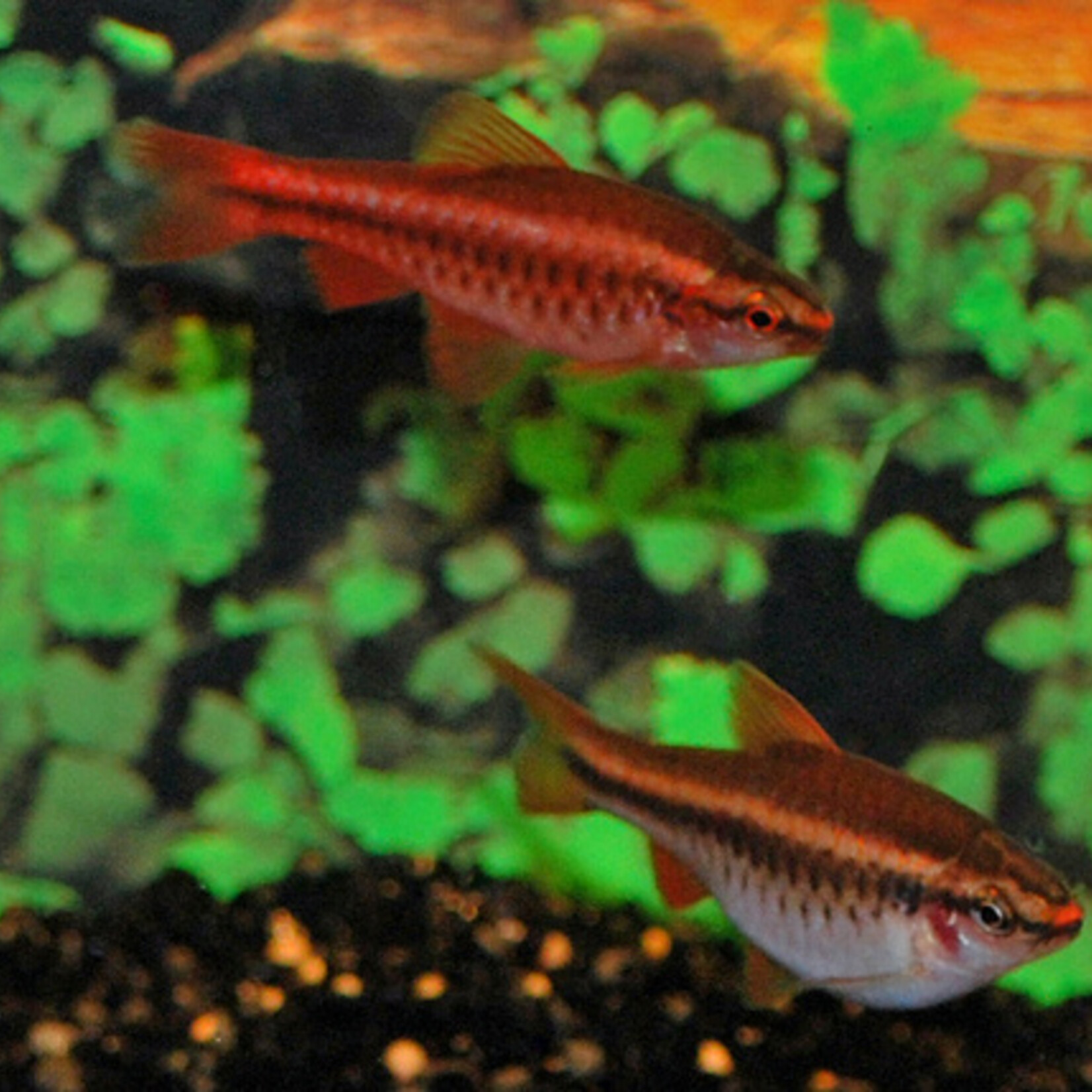 Cherry Barb