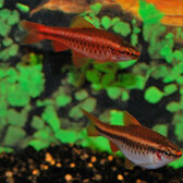 Cherry Barb