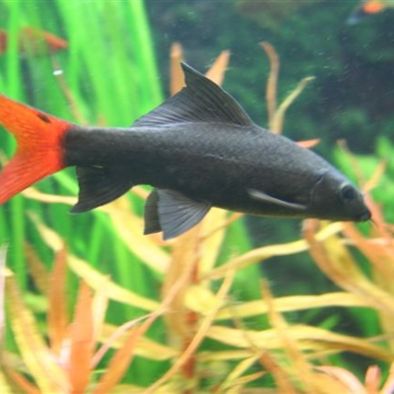 Redtailed Black Shark