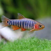 Emerald Dwarf Rasbora