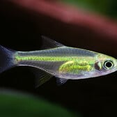 Neon Green Rasbora