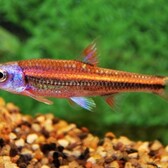 Rainbow Shiner