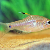 Drape-Fin Barb