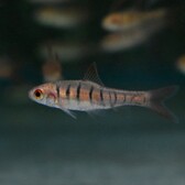 African Banded Barb