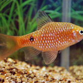 Rosy Barb Long Fin